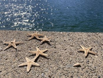 High angle view of starfish on beach