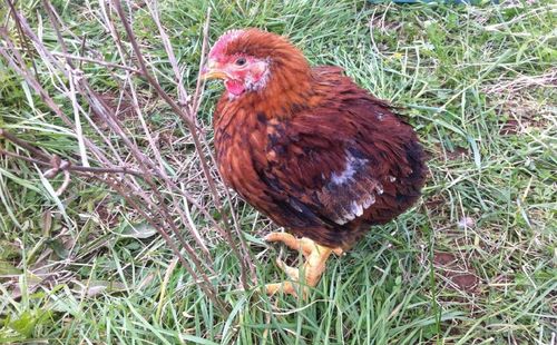 Rooster on grass