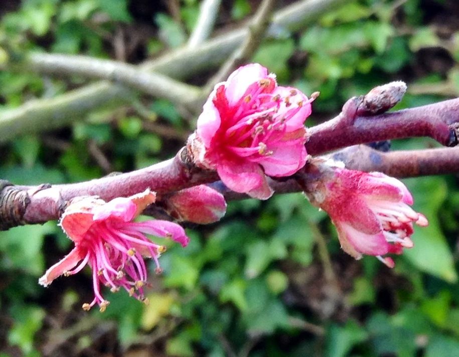 flower, petal, freshness, fragility, focus on foreground, growth, pink color, flower head, close-up, beauty in nature, nature, blooming, branch, tree, in bloom, blossom, park - man made space, day, plant, outdoors