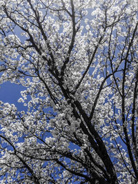 Low angle view of flower tree against sky