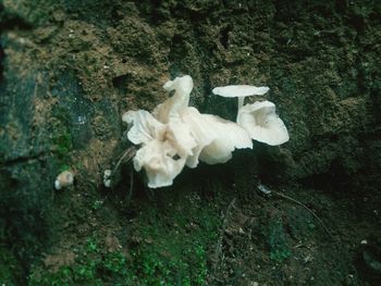 High angle view of white flowers