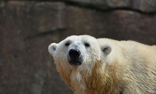 Close-up of a polar bear