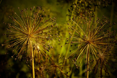 Close-up of plant against blurred background