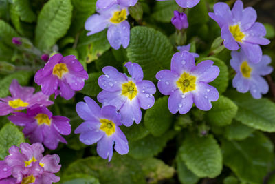 Close-up of purple flowering plants