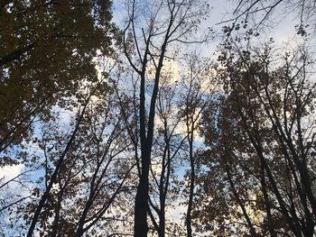 Low angle view of silhouette trees against sky