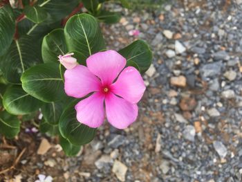 High angle view of pink flowering plant