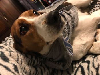 Close-up of dog lying on bed at home