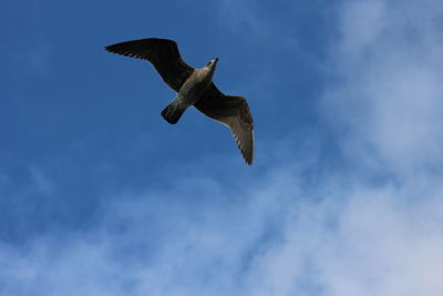 Low angle view of bird flying against blue sky