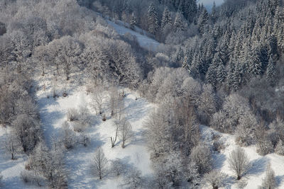 Aerial view of pine trees in forest during winter