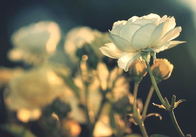 Close-up of white flowering plant