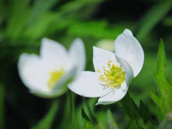 Close-up of white flowers