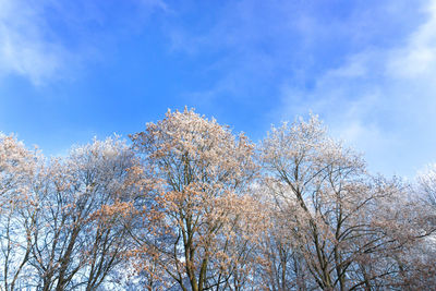 Low angle view of bare trees against blue sky