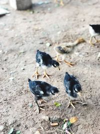 High angle view of birds on field