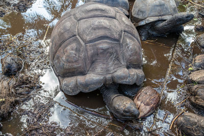 High angle view of tortoise in lake