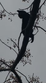 Low angle view of branch against sky