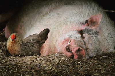 Close-up of pig and hen at farm