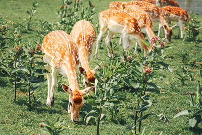 Group of young fallow deer eating grass on summer outdoor. herd animals dama dama 