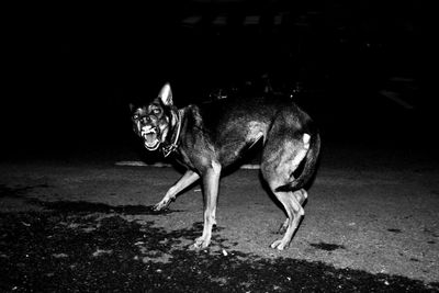 Portrait of horse standing at night