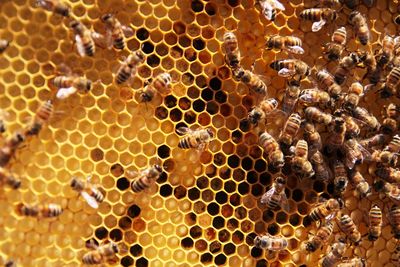 Close-up of bees on beehive