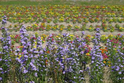 Close-up of purple flowering plants on field