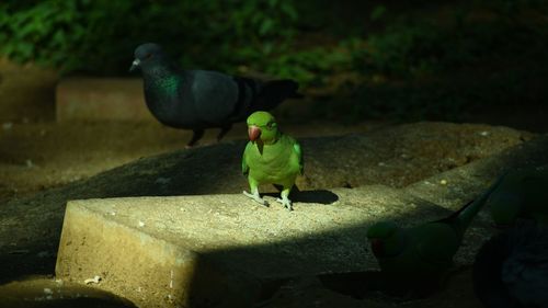 Bird perching on retaining wall