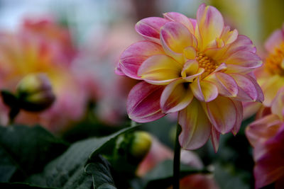 Close-up of pink flowering plant