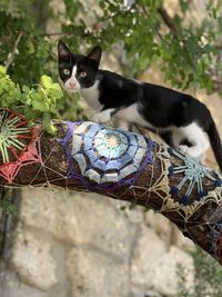 Portrait of a cat on a tree in alacati 