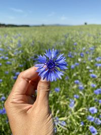 Close-up of hand holding purple flower