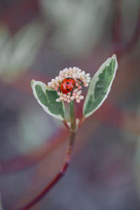 Close-up of white flowering plant