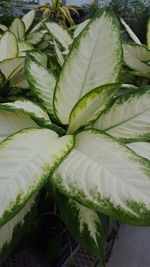 Close-up of fresh green plants