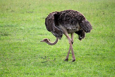 Side view of a bird on field