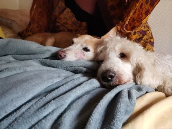 Dog sleeping on bed at home