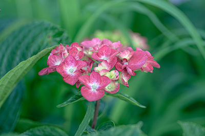 Close-up of pink flowering plant