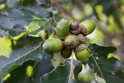 Close-up of berries growing on tree