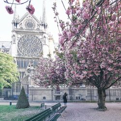 Pink flower tree in city against sky