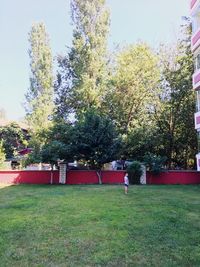 Trees in park against sky