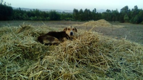 Dog on field against sky