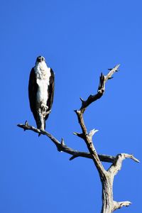 Low angle view of bird perching on bare tree against blue sky