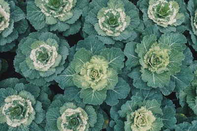 Full frame shot of succulent plant