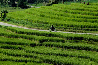 High angle view of man riding motorcycle on road amidst farm