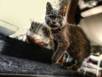 Portrait of cat sitting on floor