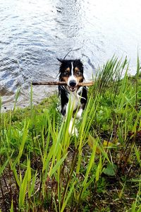 Portrait of dog