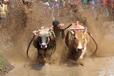 Man riding bulls during pacu jawi