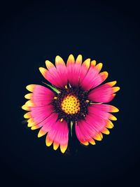 Close-up of gerbera daisy against black background