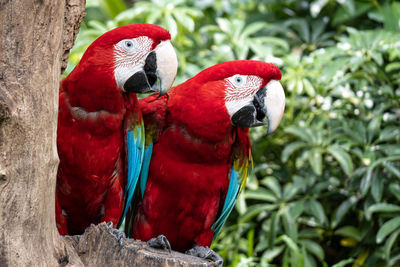 Close-up of parrot perching on tree