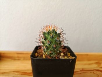 Close-up of succulent plant on table