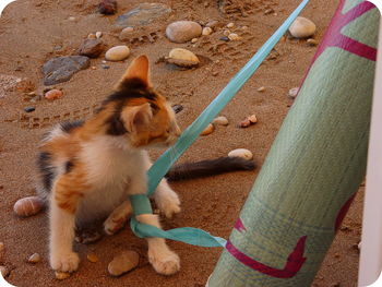 Low section of dog playing with sand