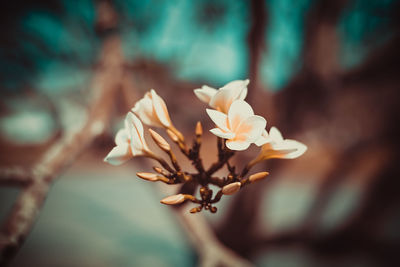 Close-up of flower against blurred background