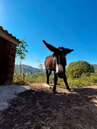 Side view of dog standing on field against clear sky