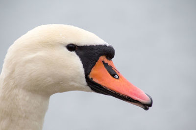 Close-up of swan